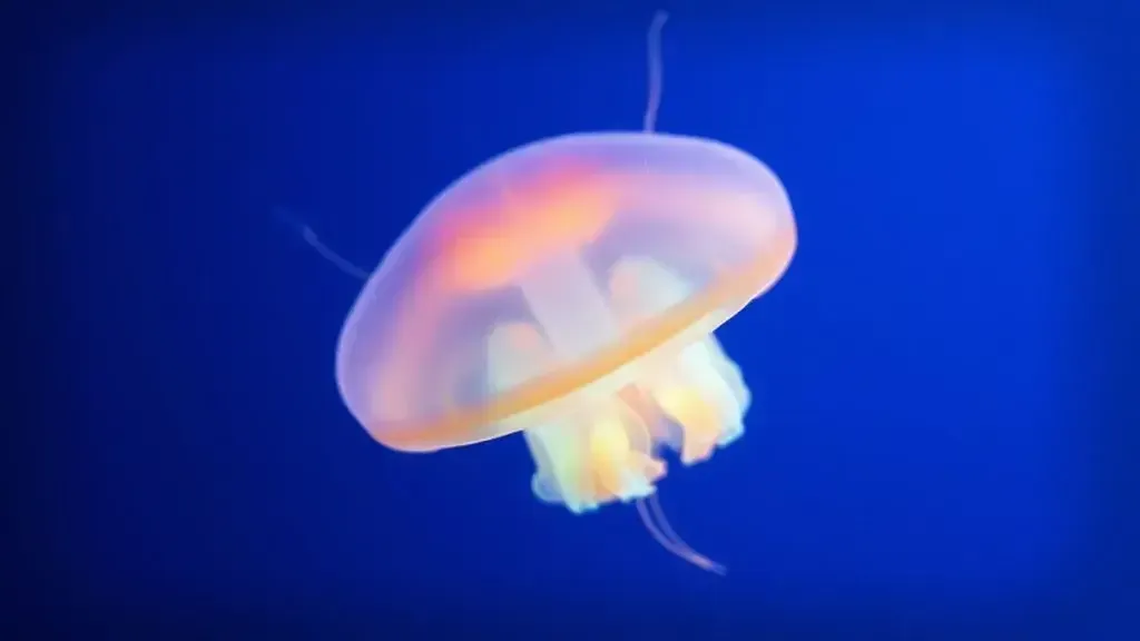 Macro photography of a tiny, translucent Turritopsis dohrnii jellyfish floating in deep blue ocean water, bioluminescent glow